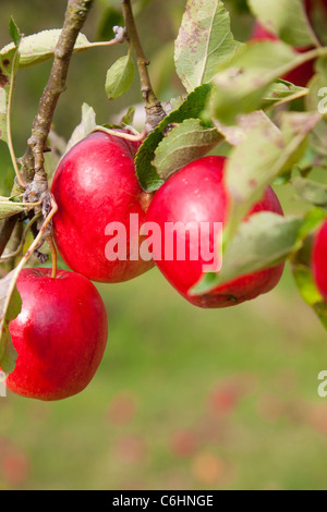 Rosy red apples hanging on a tree in an orchard, Kent, UK Stock Photo