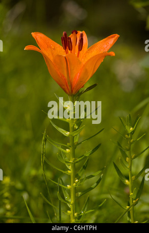 Orange Lily, Lilium bulbiferum in flower, alpine pasture; Slovenia. Stock Photo