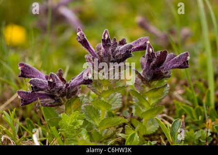 Alpine Bartsia, Bartsia alpina; rare wetland mountain plant in UK. Stock Photo