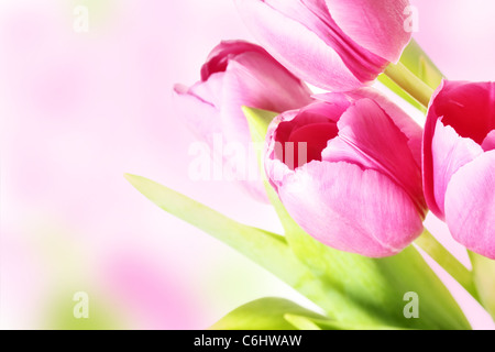 Bunch of pink tulips over blurry background Stock Photo