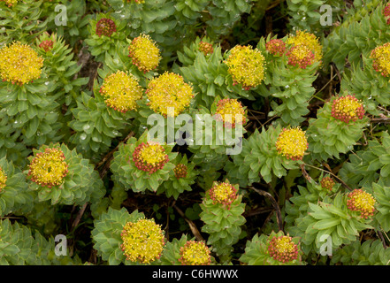 Roseroot, sedum rosea Stock Photo - Alamy