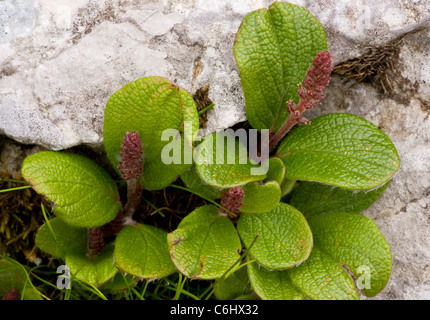 Net-veined willow, Salix reticulata in flower, with catkins. Alps. Stock Photo