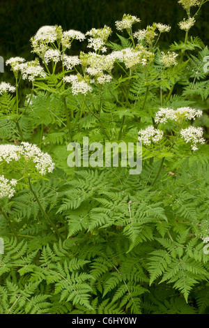 Sweet Cicely, Myrrhis odorata; very aromatic umbellifer. Roadside. Stock Photo