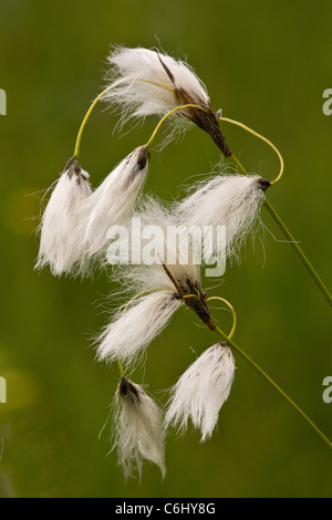 Broad-leaved Cotton-grass, Eriophorum latifolium in fruit. Fen. Stock Photo