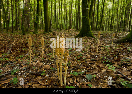 Bird's Nest Orchid, Neottia nidus-avis. Saprophytic orchid, in beech wood. Stock Photo