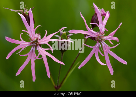 Ragged Robin, Lychnis flos-cuculi = Silene flos-cuculi in flower. Marshy grassland. Stock Photo