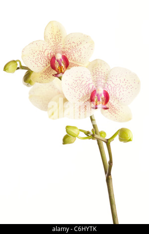 A stem of Orchid flowers Stock Photo