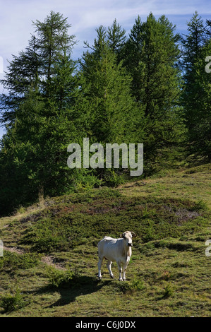 a white cow grazing in the Susa valley, Piedmont, Italy Stock Photo
