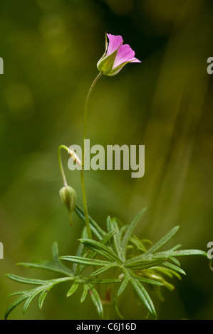 Long-stalked Crane's-bill, Geranium columbinum, flowers and leaves. Stock Photo