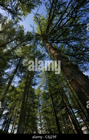 larches in summer Stock Photo