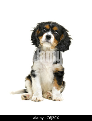 Cavalier King Charles Spaniel Stock Photo