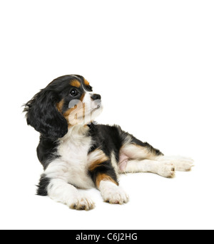 Cavalier King Charles Spaniel Stock Photo