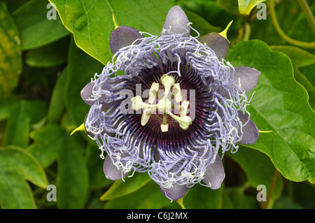 Beautiful blue flower of the Passiflora caerulea Stock Photo