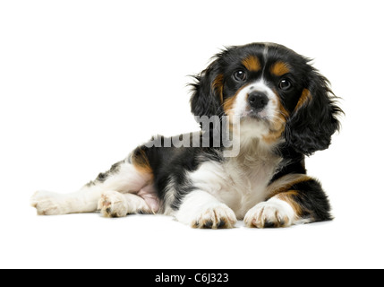 Cavalier King Charles Spaniel Stock Photo