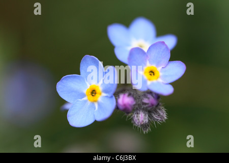 Forget me not Stock Photo