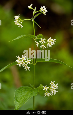 Swallow-wort, Vincetoxicum hirundinaria in flower. Toxic and medicinal plant. Slovenia. Stock Photo
