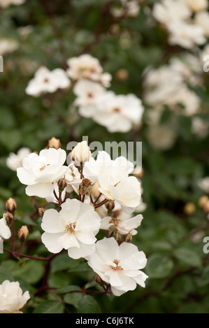 Rosa 'Moonlight' flowers Stock Photo - Alamy
