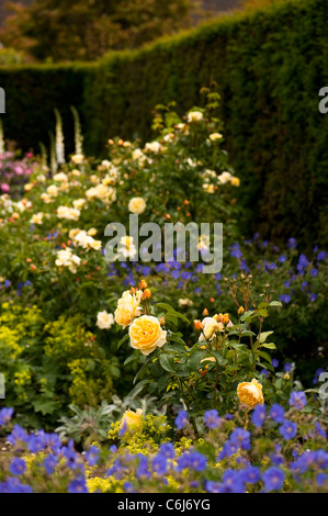 The Shrub Rose Garden at RHS Rosemoor, with Rosa Graham Thomas ‘Ausmas’ in the foreground Stock Photo