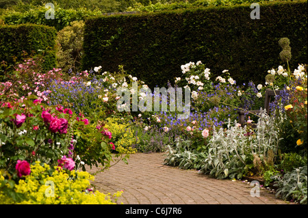 The Shrub Rose Garden at RHS Rosemoor in June, Devon, England, United Kingdom Stock Photo