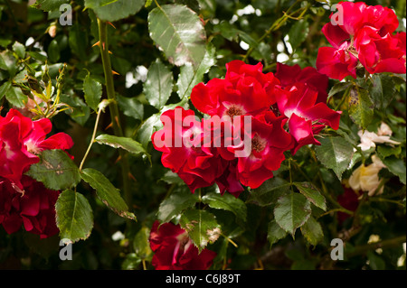 Rosa ‘Dortmund’ in flower Stock Photo
