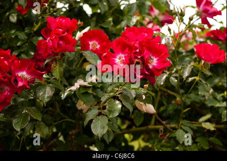 Rosa ‘Dortmund’ in flower Stock Photo