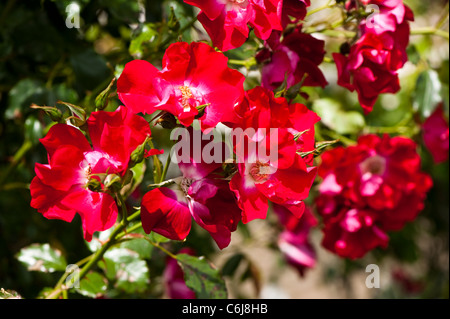 Rosa ‘Dortmund’ in flower Stock Photo