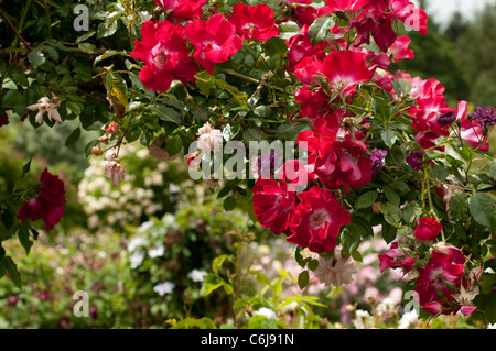 Rosa 'Dortmond' in The Shrub Rose Garden in June, RHS Rosemoor, Devon, England, United Kingdom Stock Photo