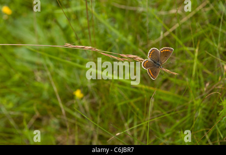 Brown Argus, Aricia agestis butterfly, roosting on grass. Stock Photo