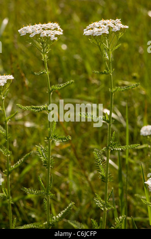 Yarrow, Achillea millefolium in flower. Stock Photo