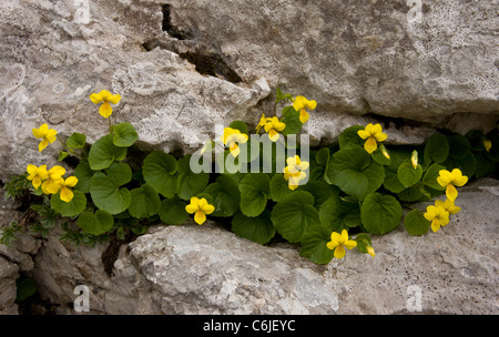 Yellow Wood-violet, Viola biflora in limestone crevice, Triglav, Slovenia. Stock Photo
