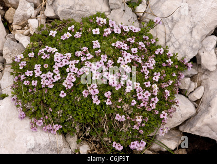 Pyrenean Whitlow-Grass, Petrocallis pyrenaica on limestone, Julian Alps, Slovenia. Stock Photo