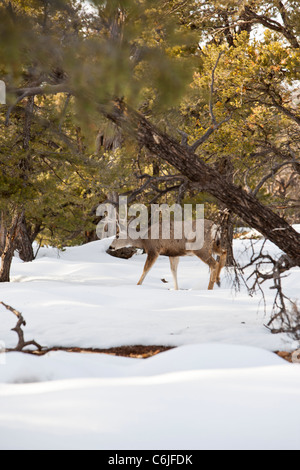 Wild deer in the Grand Canyon National Park, Arizona, USA Stock Photo
