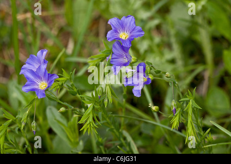 Alpine Flax, Linum alpinum; Julian Alps, Slovenia. Stock Photo