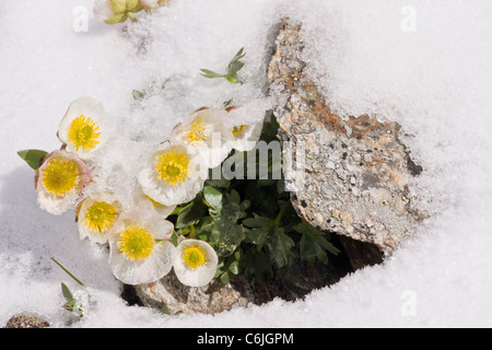 Glacier Crowfoot, Ranunculus glacialis flowering through snow at high altitude, c. 3000m. Swiss Alps. Stock Photo