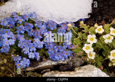 King-of-the-Alps, Eritrichium nanum with A musky saxifrage, Saxifraga exarata ssp. exarata at the snowline in the Swiss Alps. Stock Photo