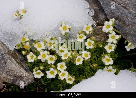 A musky saxifrage, Saxifraga exarata ssp. exarata, at the snowline in the Swiss Alps. Stock Photo