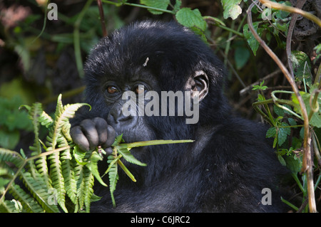 Mountain Gorilla (Gorilla g. beringei) baby feeding on green stalk Stock Photo