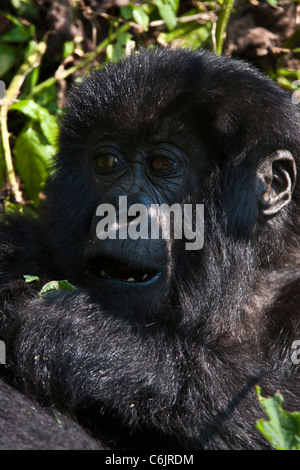 Mountain Gorilla (Gorilla g. beringei) baby feeding on green stalk Stock Photo