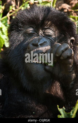 Mountain Gorilla (Gorilla g. beringei) baby feeding on green stalk with eyes closed Stock Photo