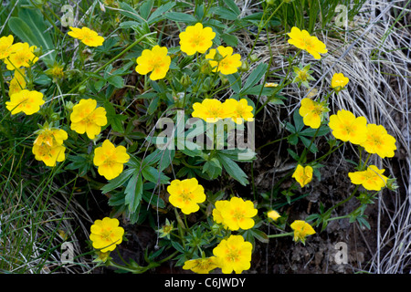 Golden cinquefoil, Potentilla aurea on acid soil in the swiss alps Stock Photo