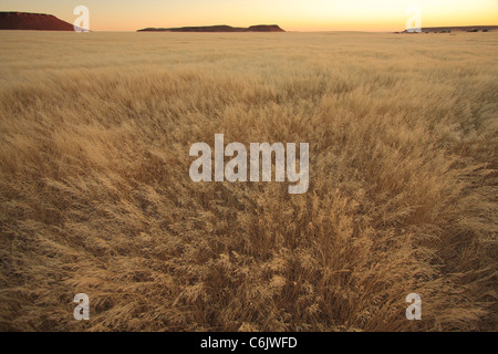 Bushmen grass desert landscape Stock Photo