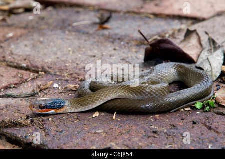 Herald / Red-lipped Snake Stock Photo