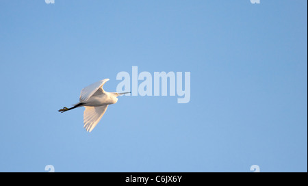 Little Egret in flight against blue sky Stock Photo - Alamy