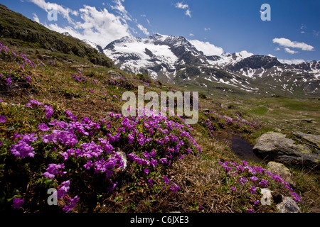 Alpine flowers, Entire-leaved primrose, Primula integrifolia above Bernina Pass, Upper Engadin, eastern Swiss Alps, Switzerland. Stock Photo