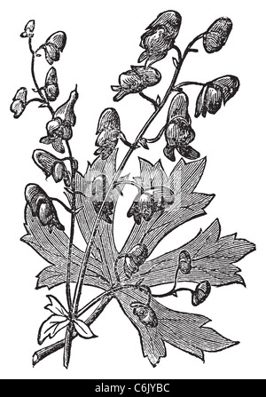 Monkshood or Aconitum napellus engraved illustration. Also known as aconite, Wolf's Bane, Monk's Hood. Old vintage plant etching Stock Photo