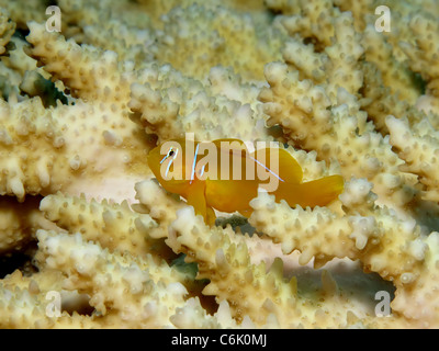 citron coral goby (gobiodon citrinus) Stock Photo