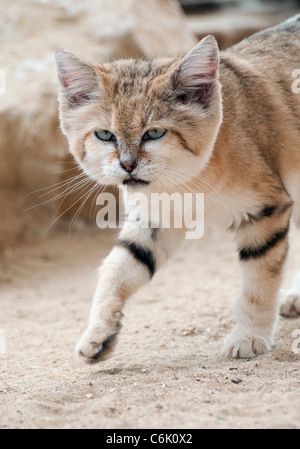 Male Arabian sand cat Stock Photo