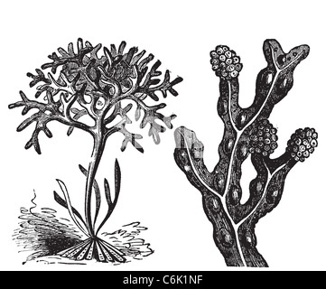 Chondrus crispus , irish moss or Fucus vesiculosus, bladderwrack engraving, old antique illustration of diffrents algaes. Stock Photo
