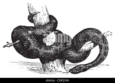 Green Anaconda, Anaconda, Common anaconda, water boa or Eunectec murinus old vintage engraving. Found in South America. Stock Photo