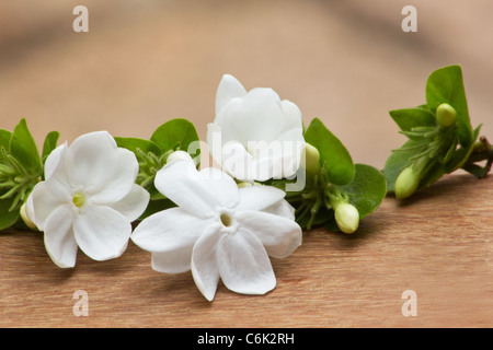 Downy Jasmine (Jasminum multiflorum)  flowers on wooden table Stock Photo